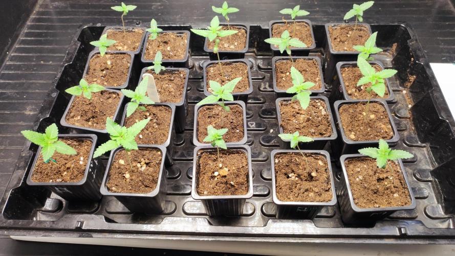 Autopot Biotabs Only Water. Week 2