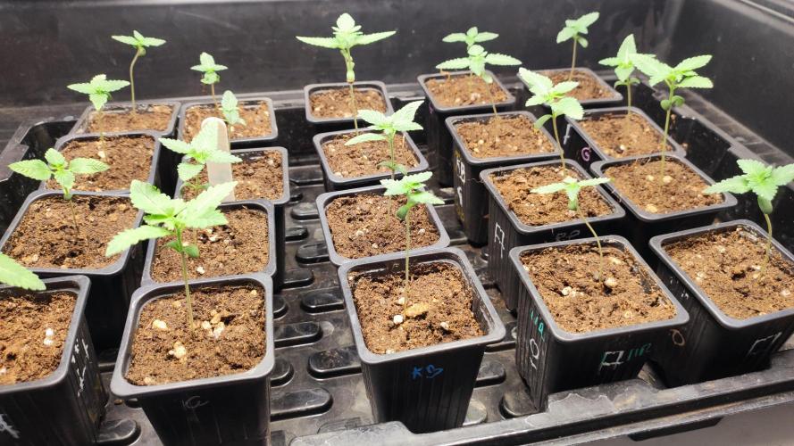 Autopot Biotabs Only Water. Week 2