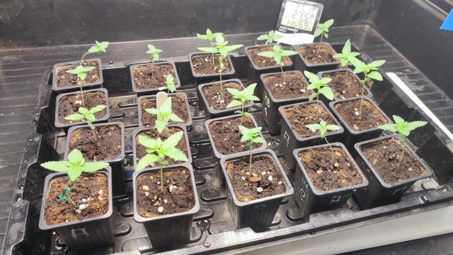 Autopot Biotabs Only Water. Week 2