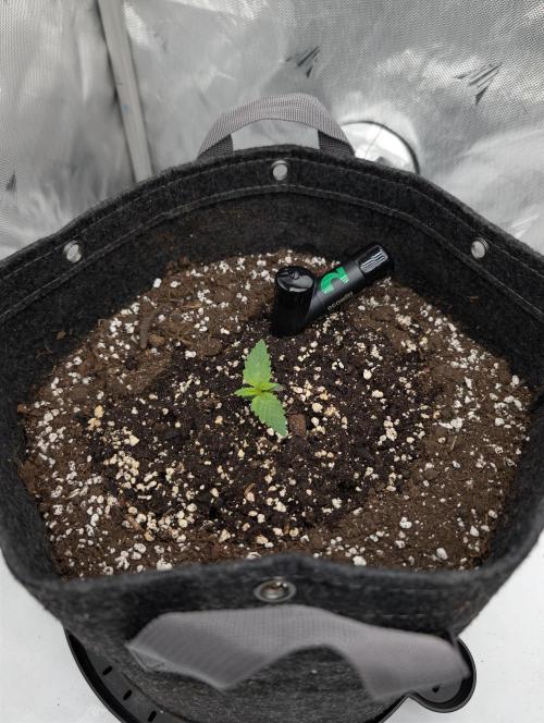 -RS 11- Sigma Seeds (Phenohunting). Week 0