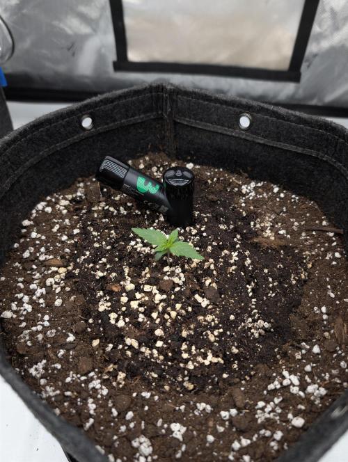 -RS 11- Sigma Seeds (Phenohunting). Week 0