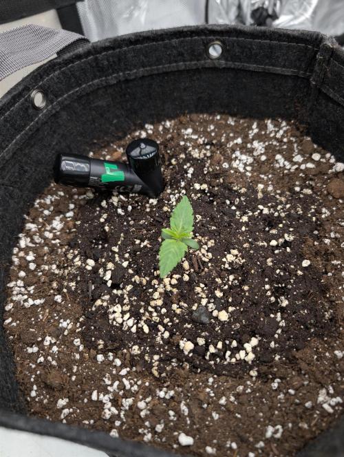 -RS 11- Sigma Seeds (Phenohunting). Week 0