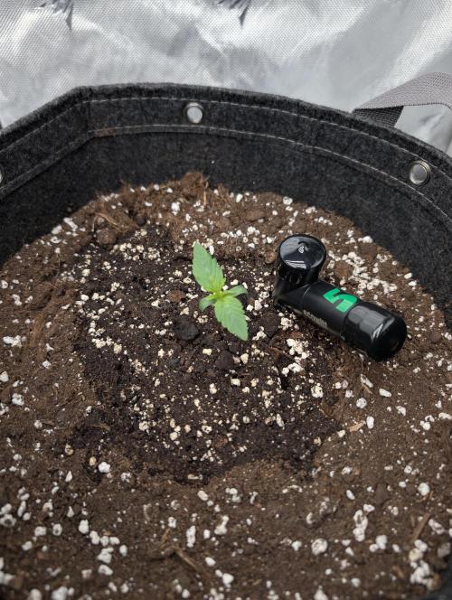 -RS 11- Sigma Seeds (Phenohunting). Week 0