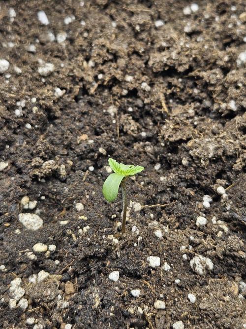 Primeiro ciclo. Week 1