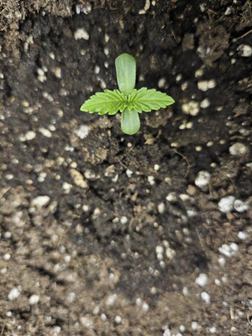 Primeiro ciclo. Week 1