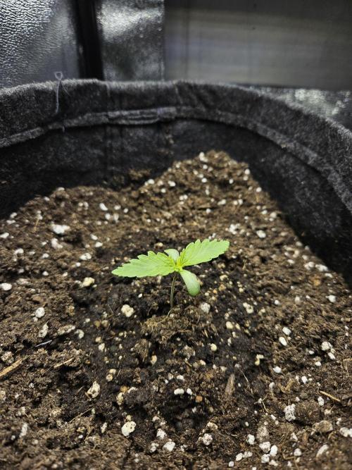Primeiro ciclo. Week 1