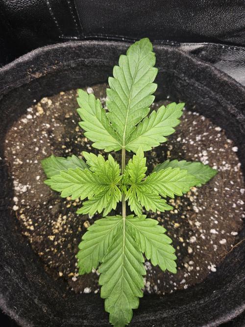 Primeiro ciclo. Week 3