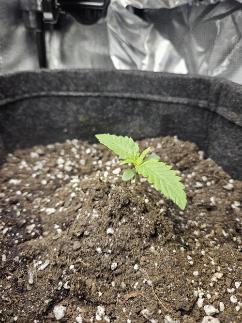 Primeiro ciclo. Week 3