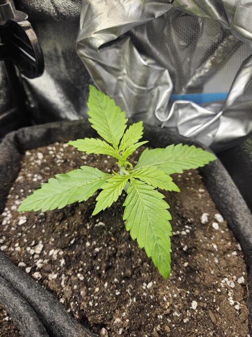 Primeiro ciclo. Week 3