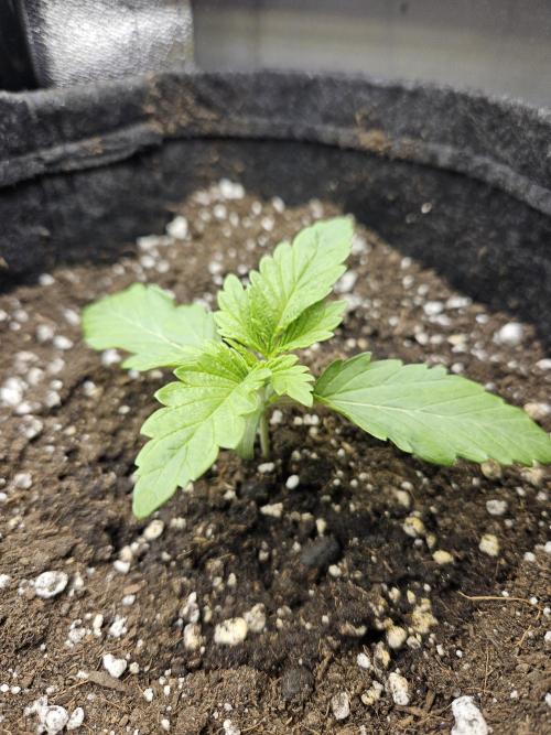 Primeiro ciclo. Week 2