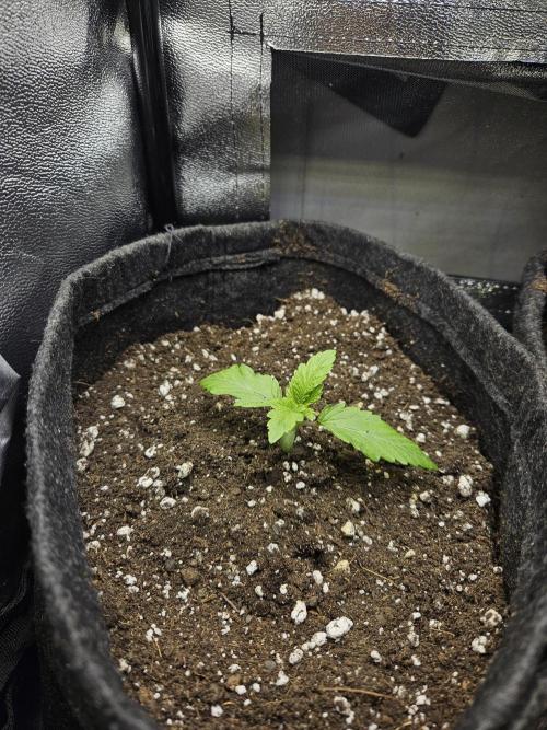 Primeiro ciclo. Week 2
