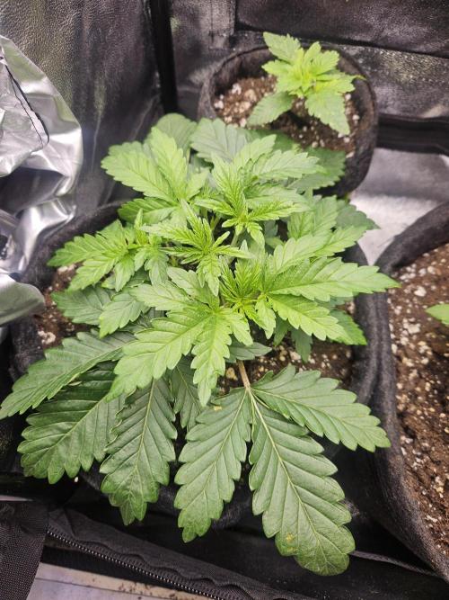 Primeiro ciclo. Week 4