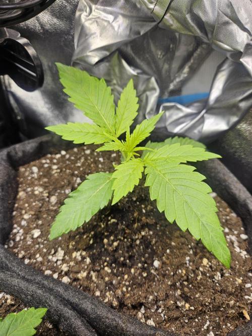 Primeiro ciclo. Week 4