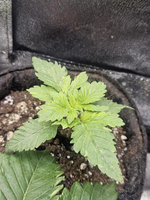Primeiro ciclo. Week 4