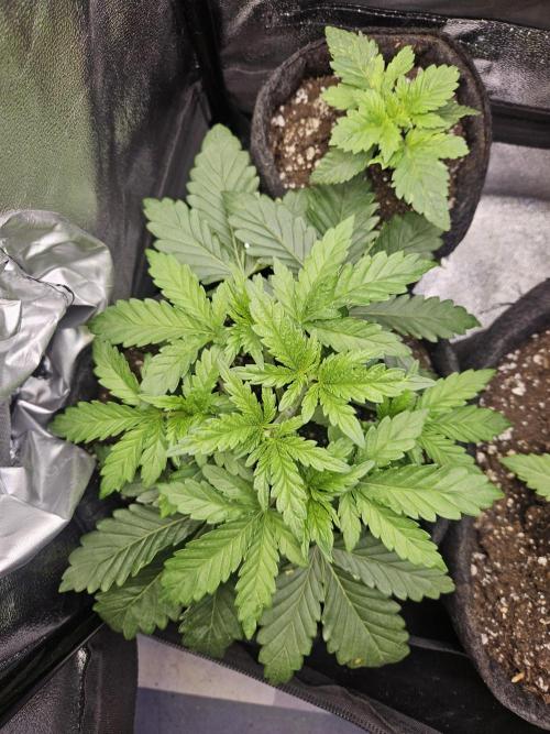 Primeiro ciclo. Week 4