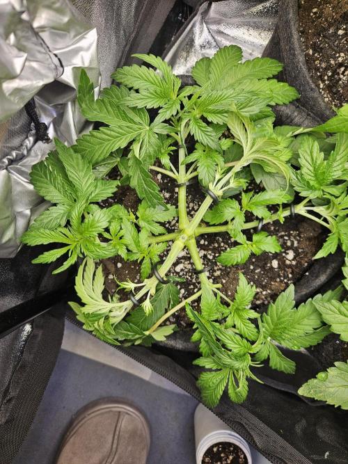 Primeiro ciclo. Week 5