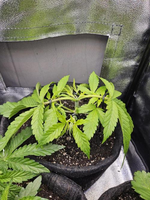 Primeiro ciclo. Week 5