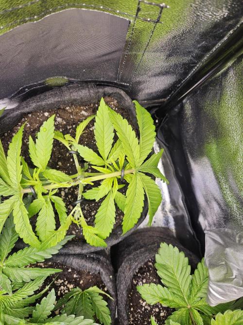 Primeiro ciclo. Week 5