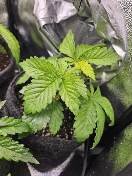 Primeiro ciclo. Week 5