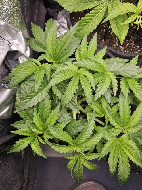 Primeiro ciclo. Week 5