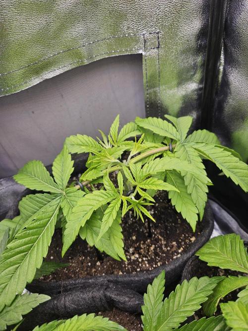 Primeiro ciclo. Week 5