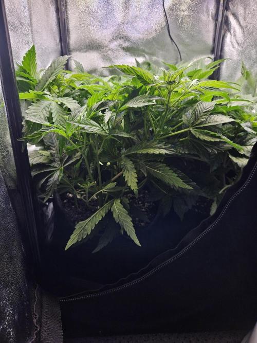 Primeiro ciclo. Week 7