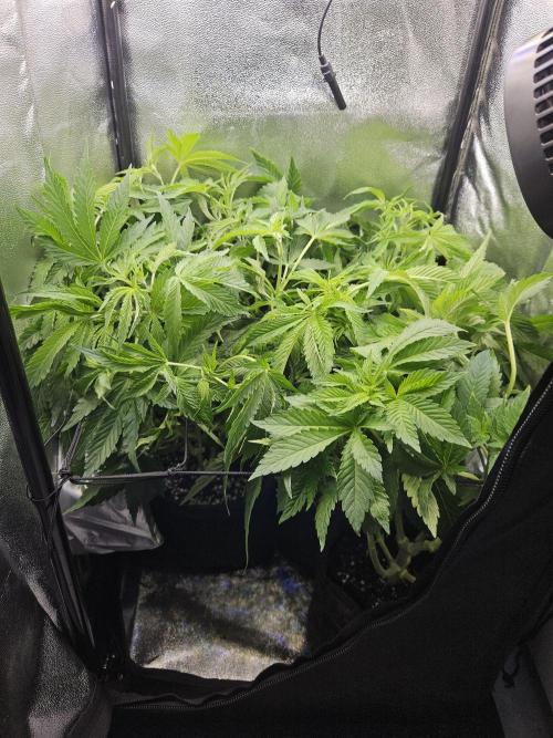 Primeiro ciclo. Week 8