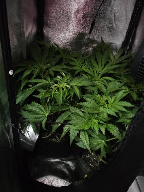 Primeiro ciclo. Week 8