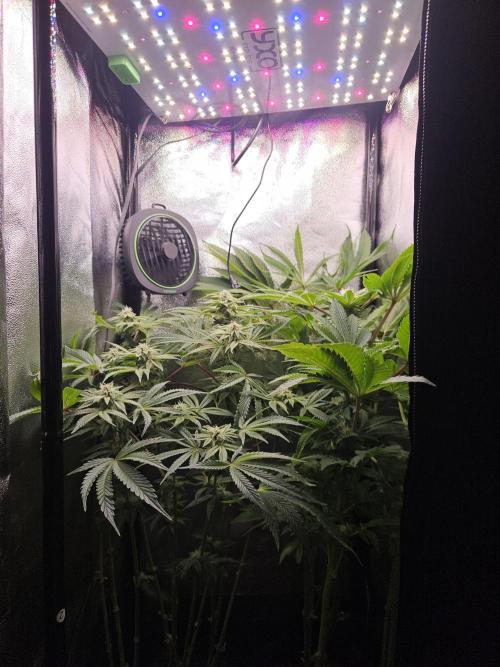 Primeiro ciclo. Week 11