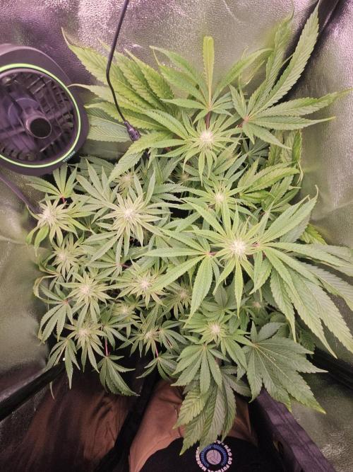 Primeiro ciclo. Week 11