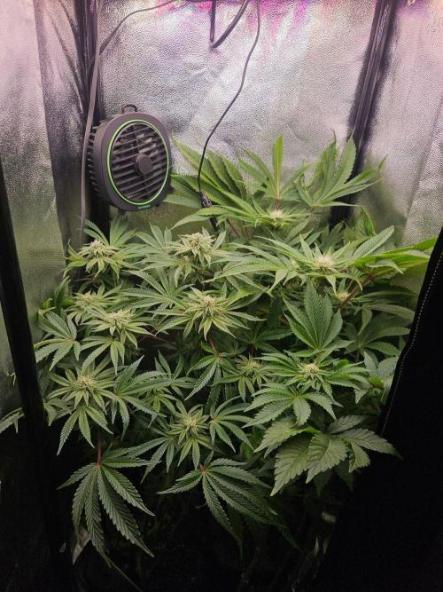 Primeiro ciclo. Week 12