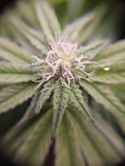 Primeiro ciclo. Week 12