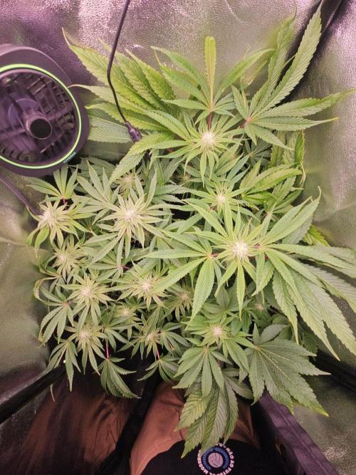 Primeiro ciclo. Week 12