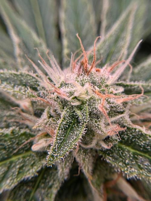 Primeiro ciclo. Week 14