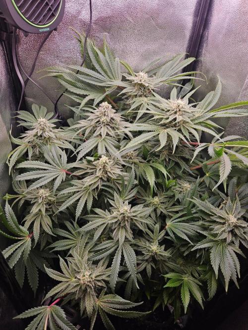 Primeiro ciclo. Week 14