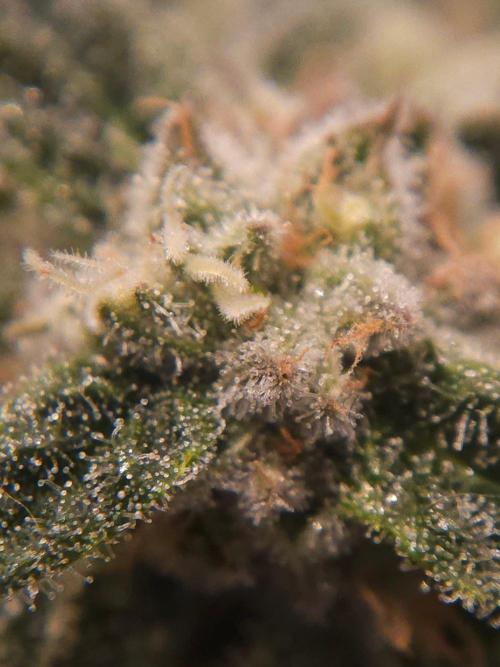 Primeiro ciclo. Week 14