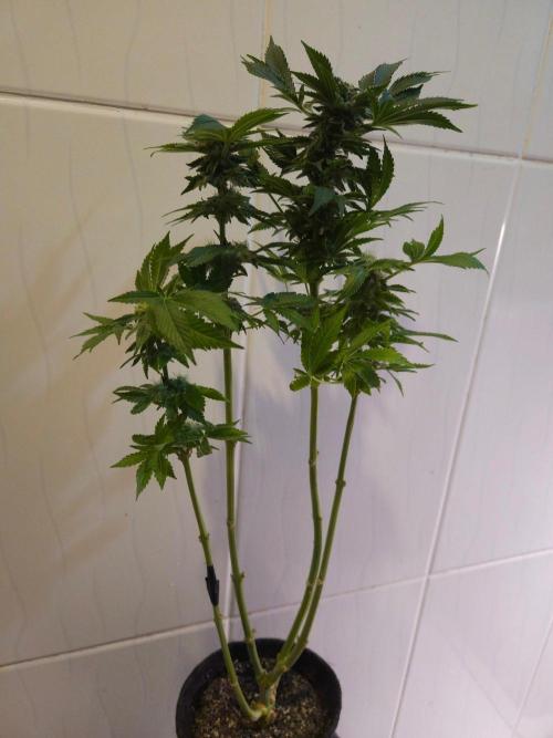 Primeiro ciclo. Week 15 - White Widow