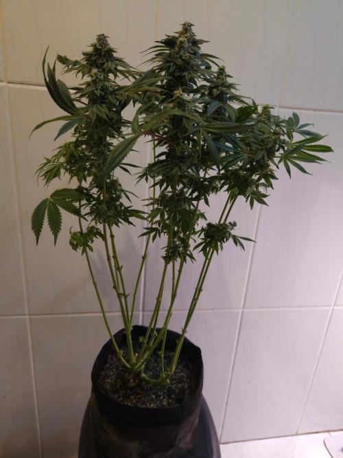 Primeiro ciclo. Week 15 - Sour Diesel
