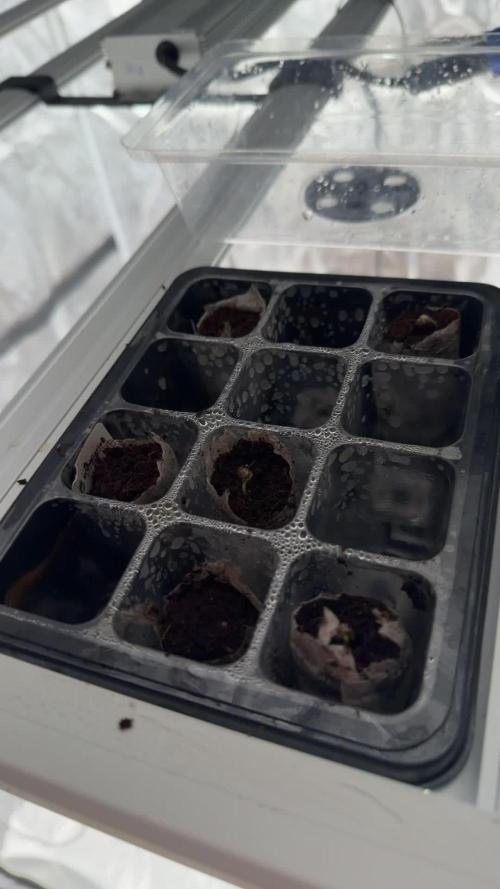 First autogrow