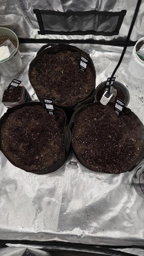 First autogrow. Week 0