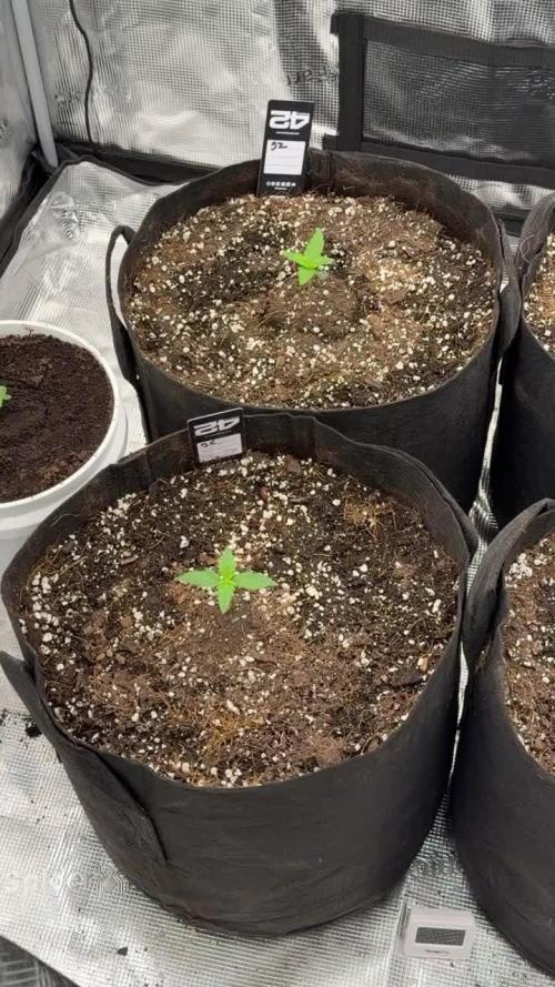 First autogrow