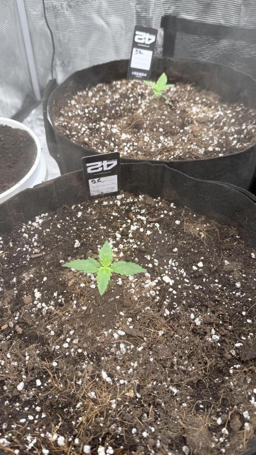 First autogrow. Week 2