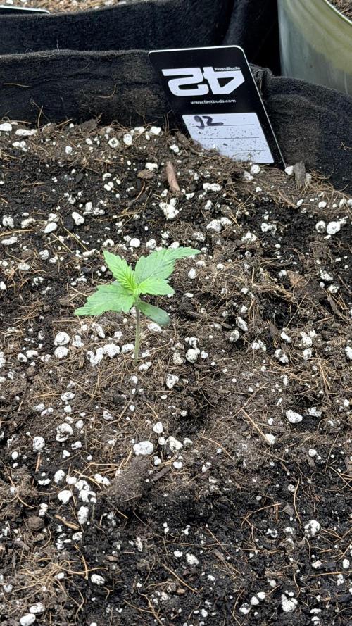 First autogrow. Week 2