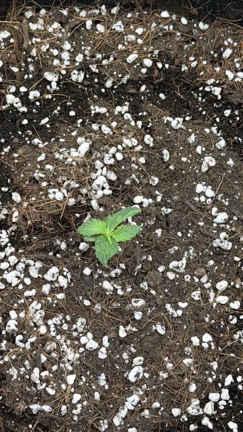 First autogrow. Week 2