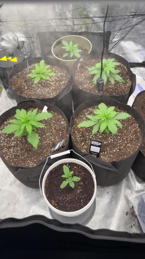First autogrow