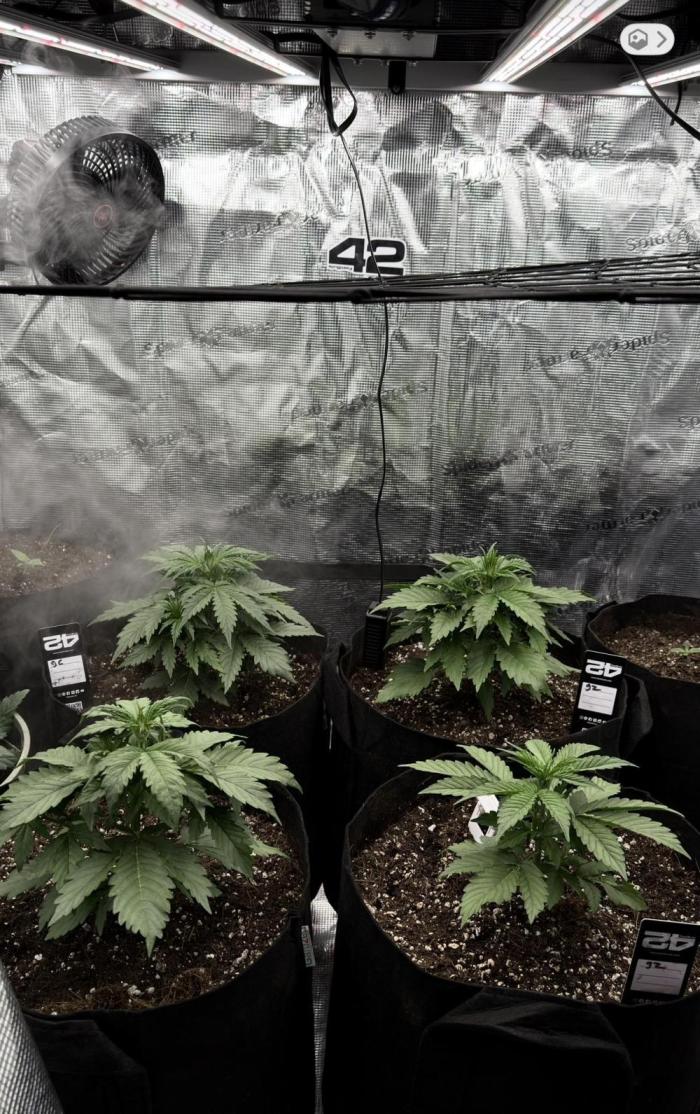 First autogrow. Week 3 - They will get full watering in a couple days 1 gallon each until run off