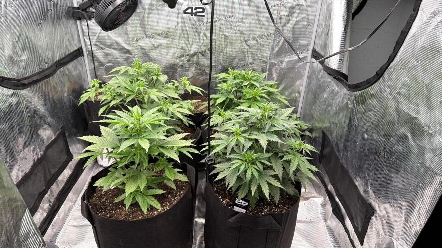First autogrow. Week 4 - Might of gave it too much water I gave it a gallon and and filled the bottoms 