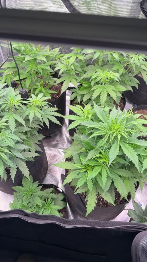 First autogrow