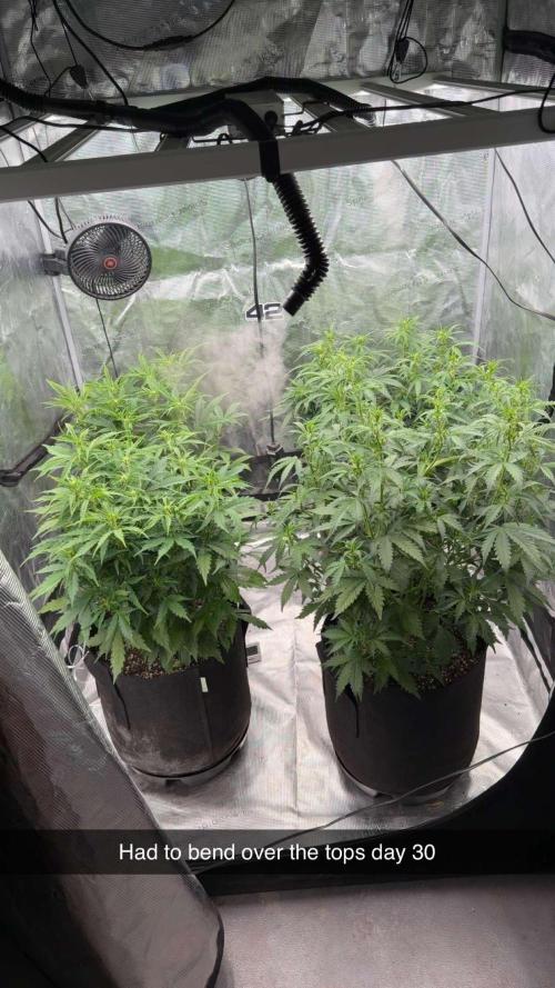 First autogrow. Week 4 - This them the end of week 4 had to bend over tops 