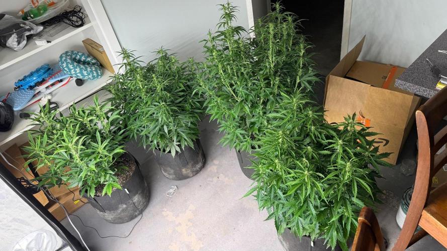 First autogrow. Week 5